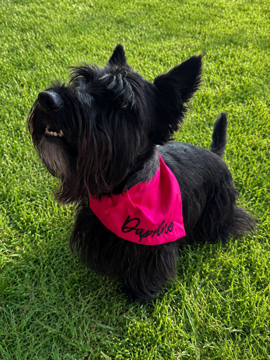 Small black dog sitting in grass wearing a custom embroidered over the collar bandana.